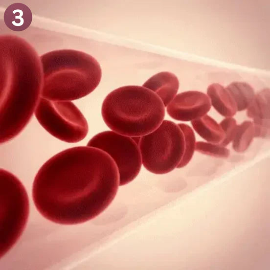 It Supports Nitric Oxide Production Naturally